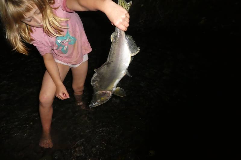 Pink salmon in Washington