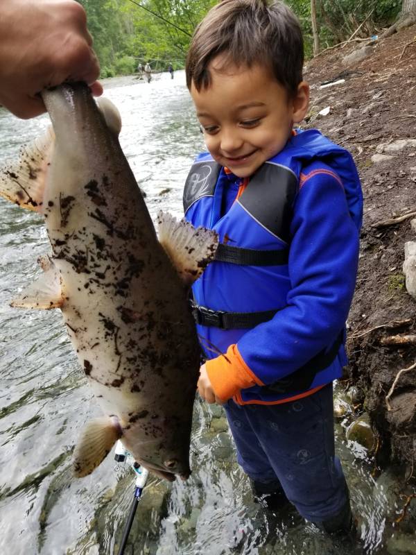 Pink salmon in Anchorage