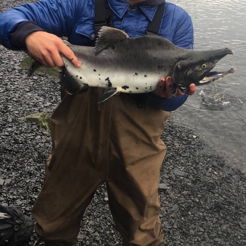 Pink salmon in United States