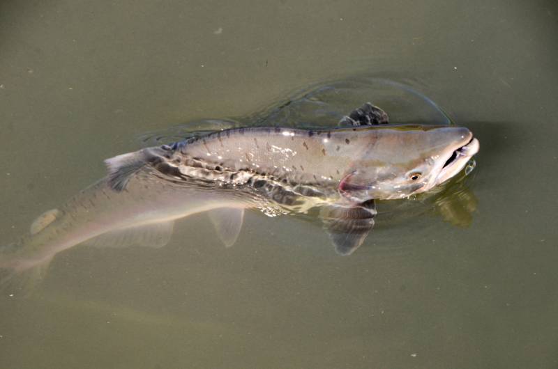 Pink salmon in Anchorage