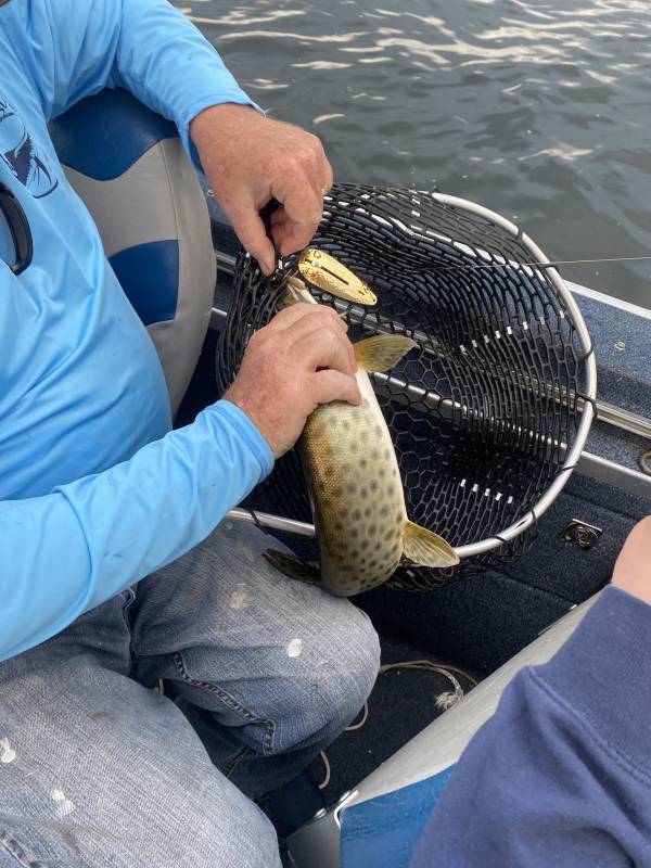 Muskellunge in Cass Lake