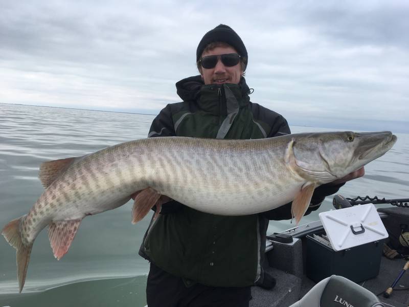 Tiger muskellunge in Michigan