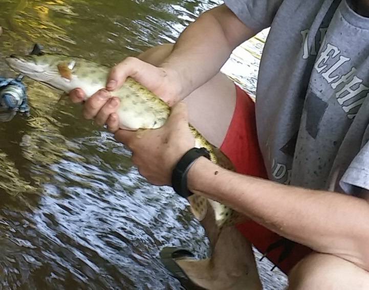 Muskellunge in Parkesburg