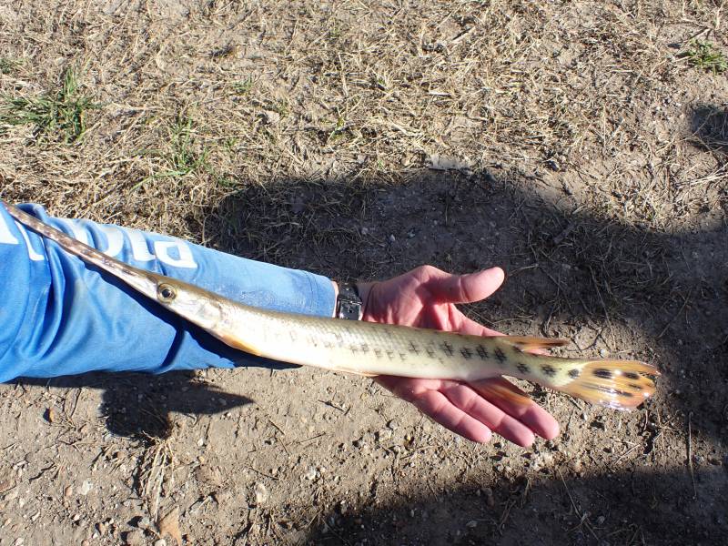 Longnose gar in Round Rock