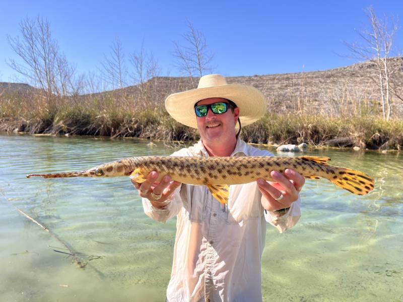 Longnose gar in United States