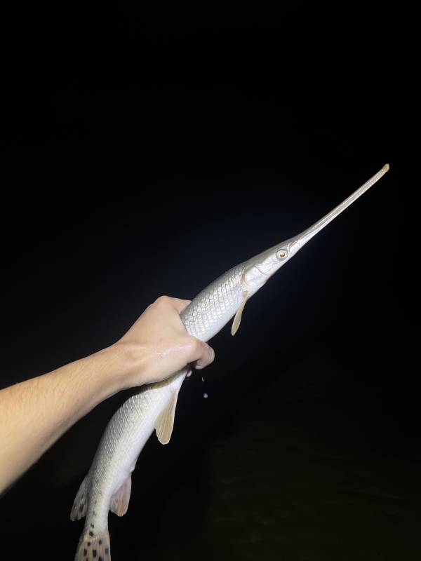 Longnose gar in Erlanger