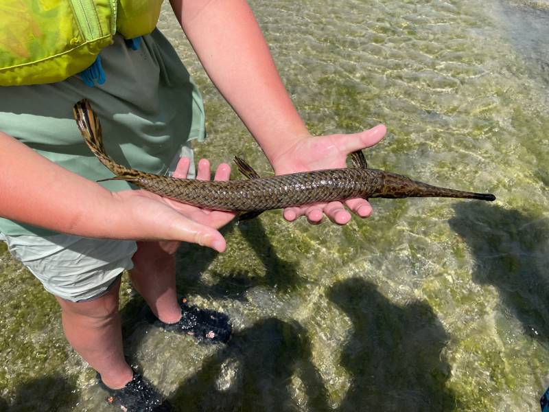 Longnose gar in Pecos River