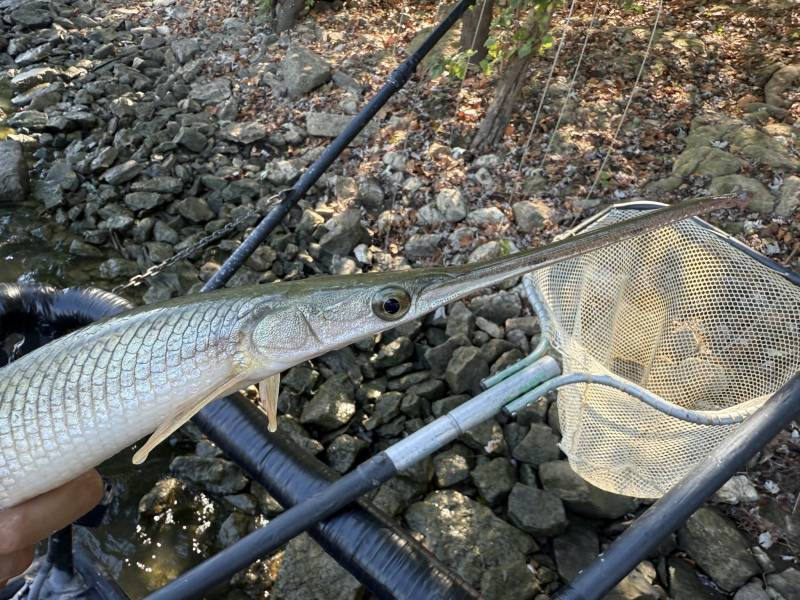 Longnose gar in Blanchester