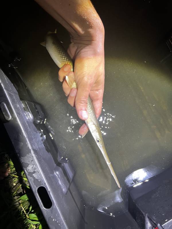 Longnose gar in Mount Orab