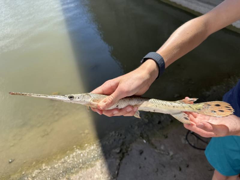 Longnose gar in Higgins