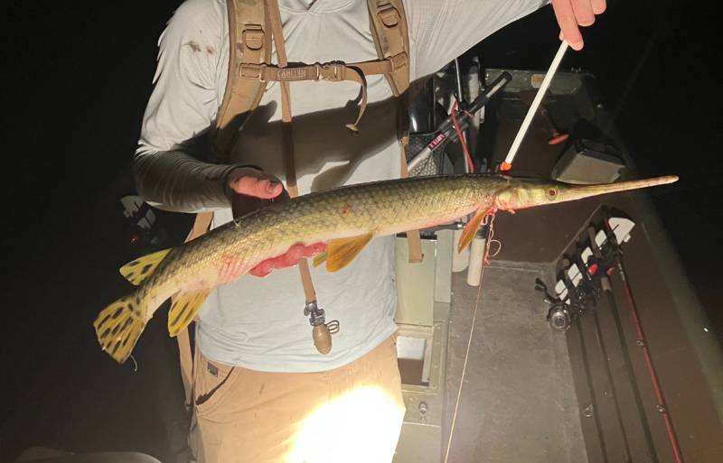 Longnose gar in Bee Cave