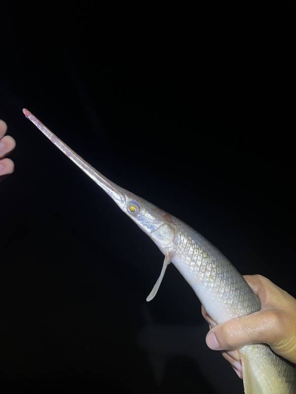 Longnose gar in Mount Orab