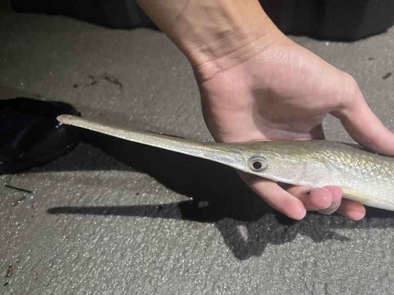 Longnose gar in Blanchester