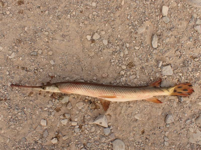 Longnose gar in Rio Grande