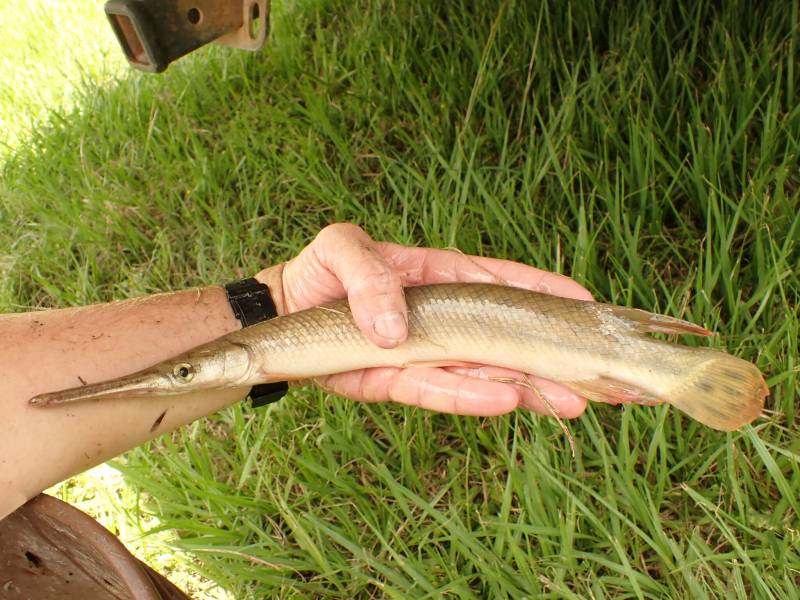 Longnose gar in Columbus