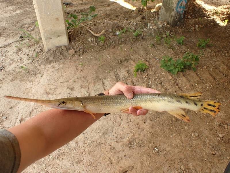 Longnose gar in Columbus