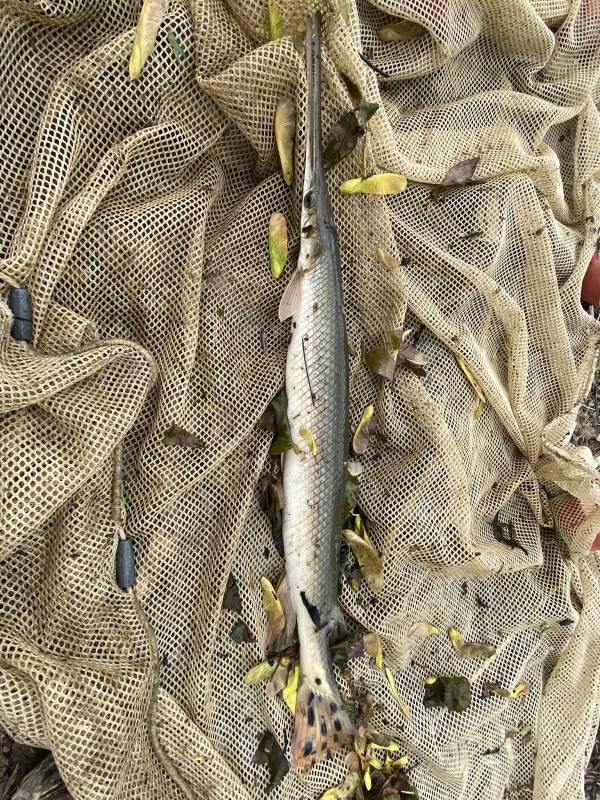 Longnose gar in Evansville