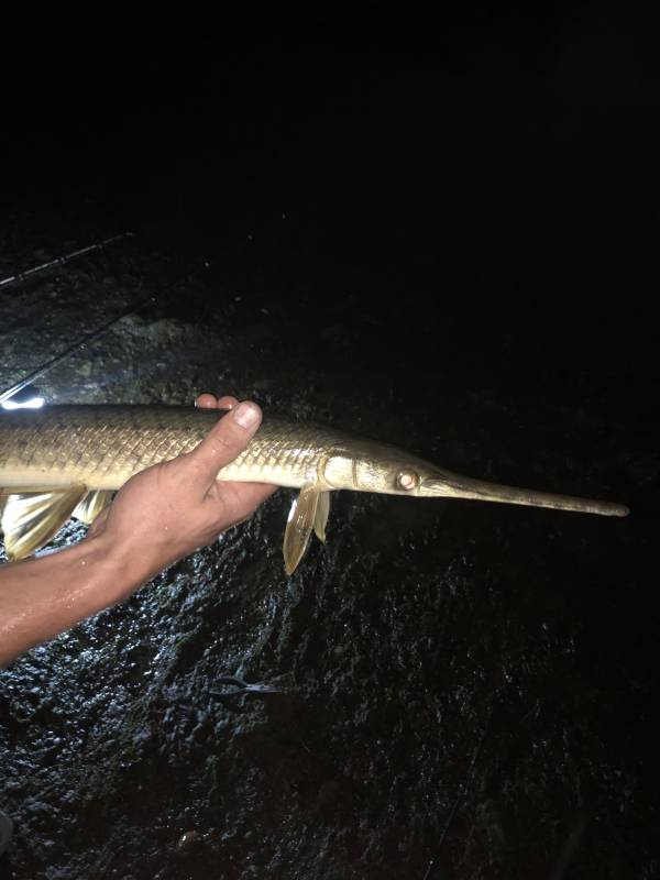 Longnose gar in Round Rock