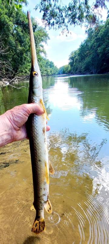 Longnose gar in Billingsley
