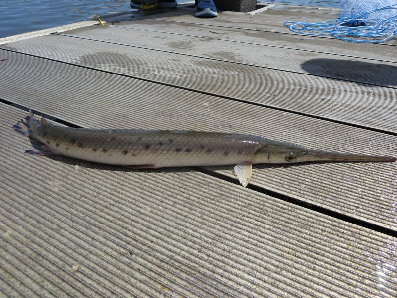 Longnose gar in Hilton Head Island