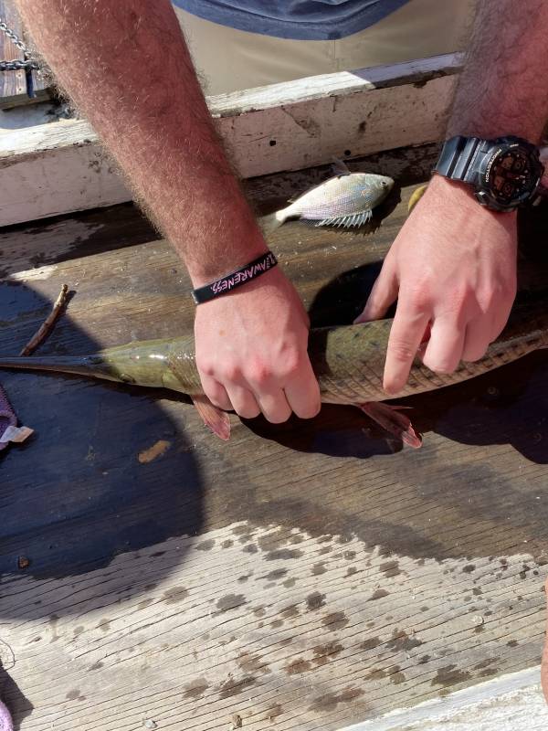 Longnose gar in Hilton Head Island