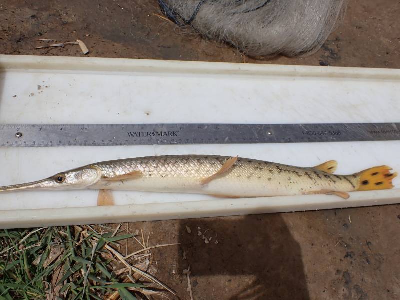 Longnose gar in Rio Grande