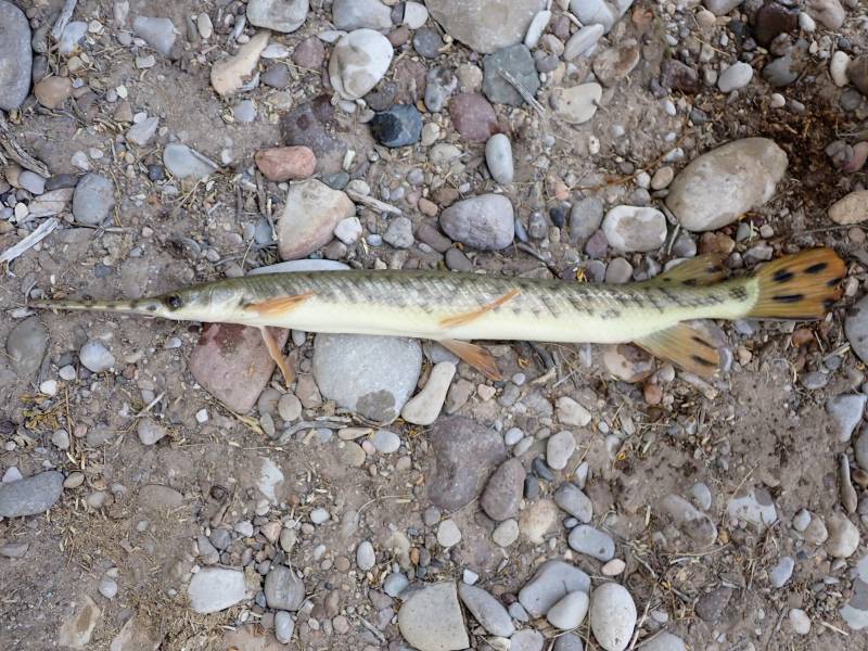 Longnose gar in Rio Grande