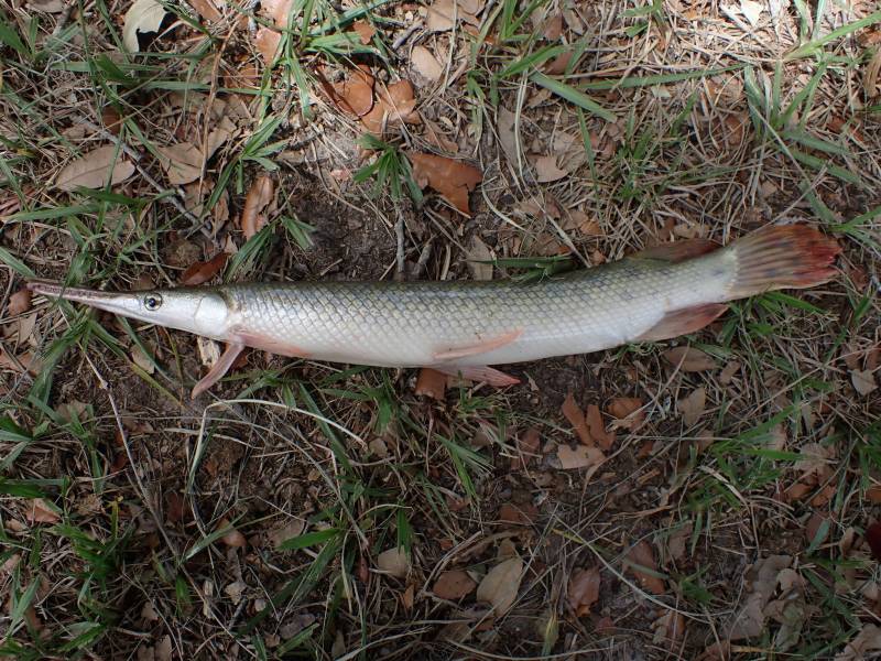 Longnose gar in Palacios
