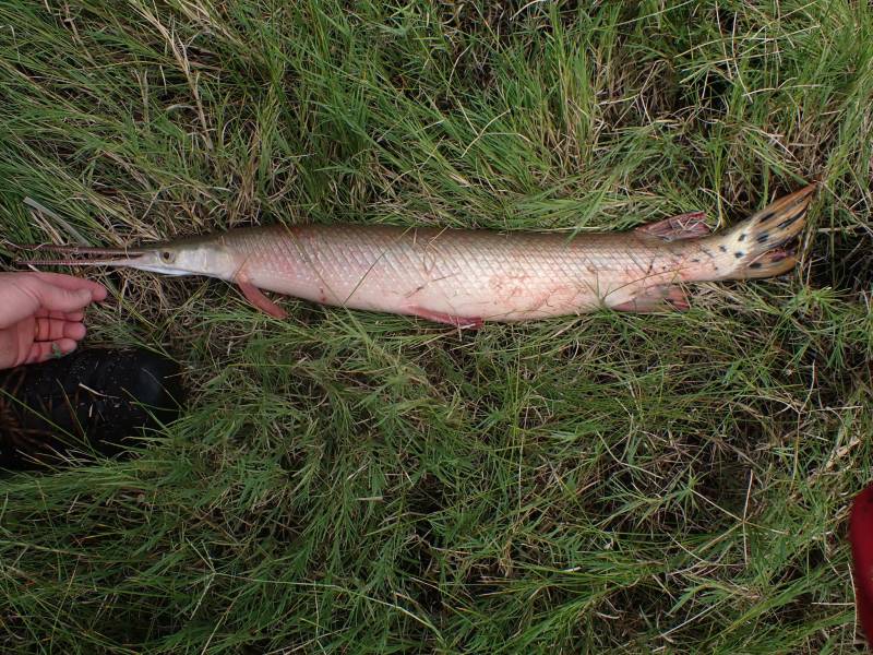 Longnose gar in Palacios