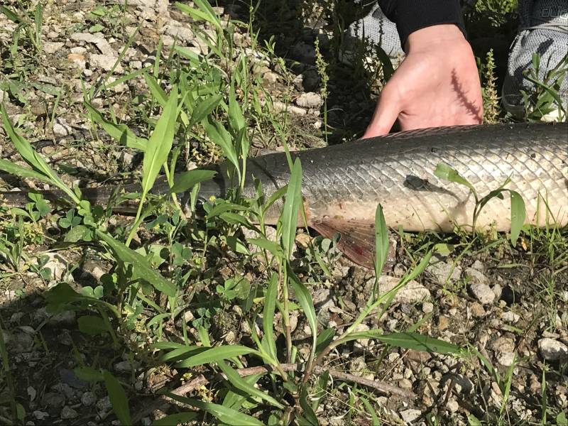 Longnose gar in Kansas