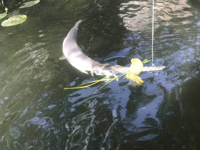 Longnose gar in Kerrville