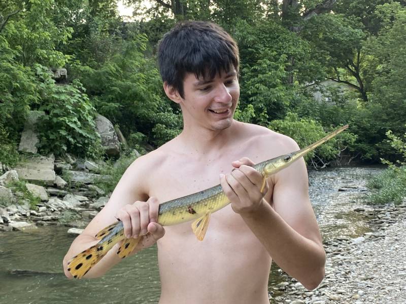 Longnose gar in Erlanger