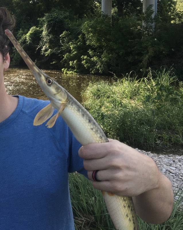 Longnose gar in Salado
