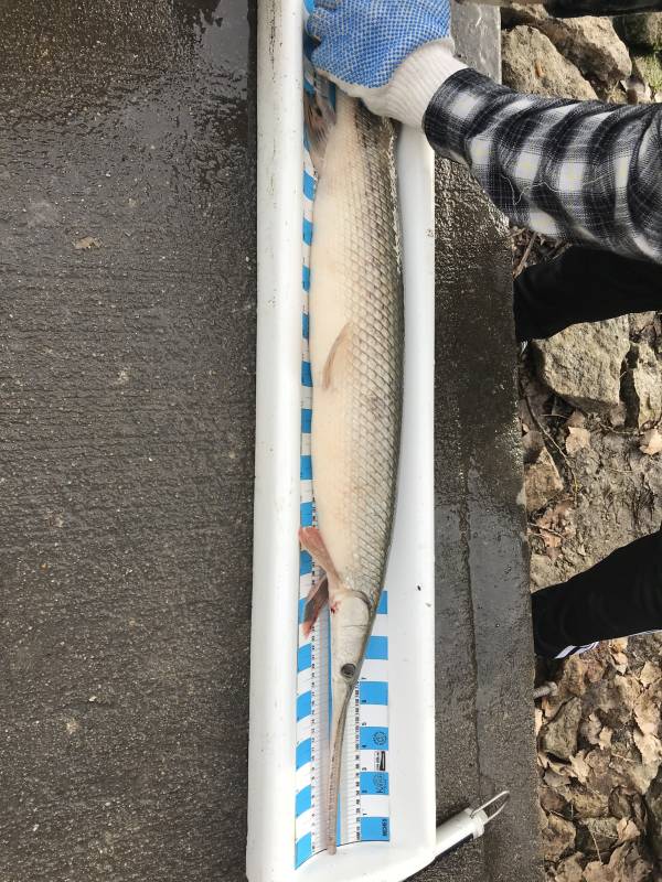 Longnose gar in Kansas