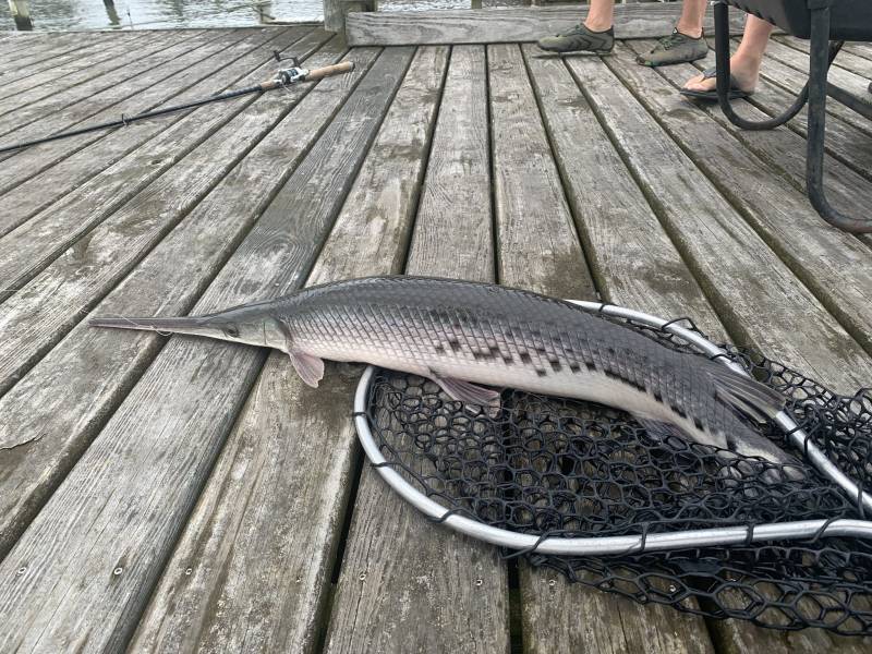 Longnose gar in Belhaven