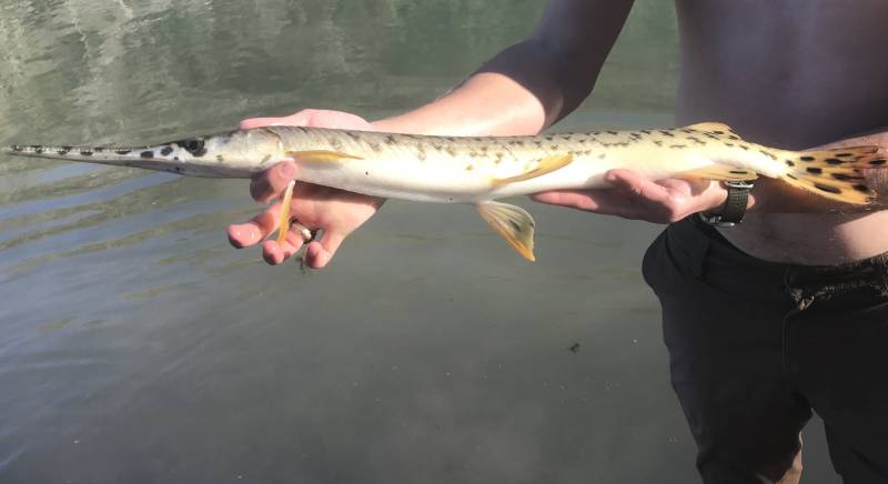 Longnose gar in Buda