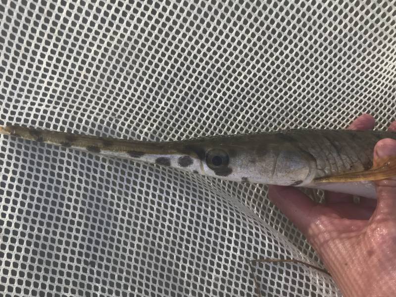 Longnose gar in Buda