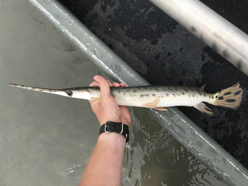 Longnose gar in Edna