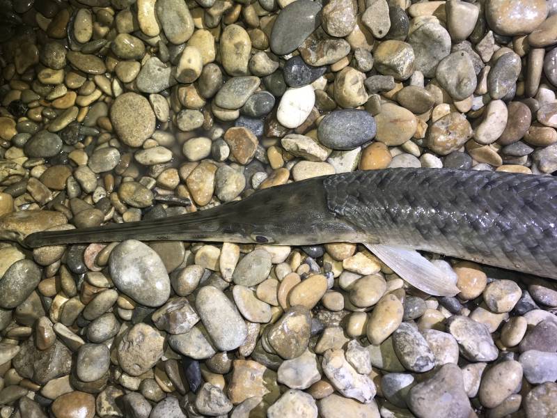 Longnose gar in Fredericksburg
