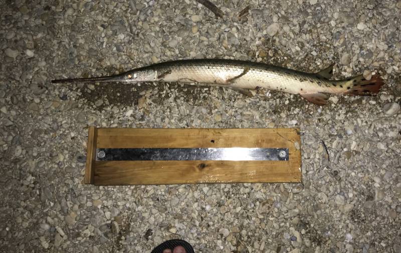 Longnose gar in Fredericksburg
