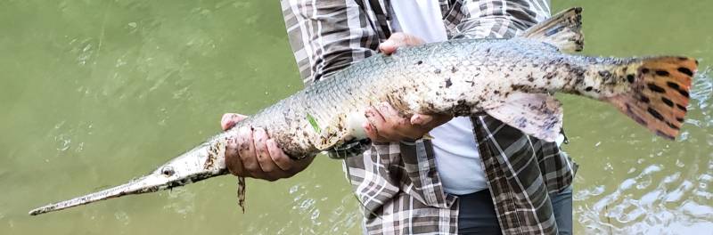 Longnose gar in Illinois