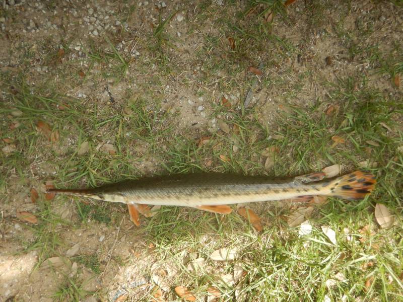 Longnose gar in Columbus