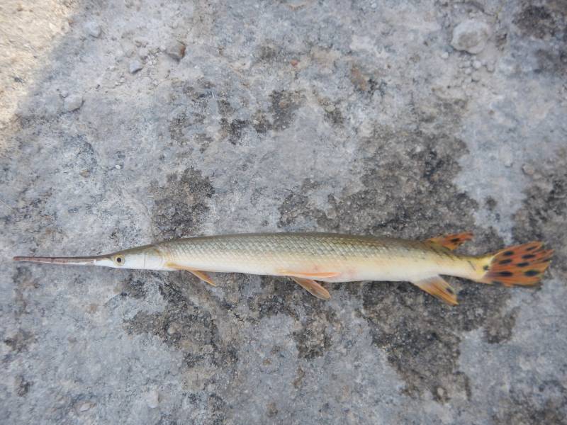 Longnose gar in Blum