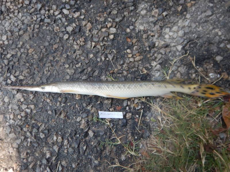 Longnose gar in Godley