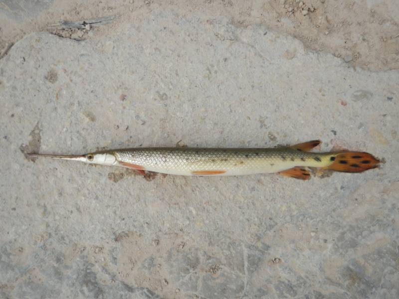 Longnose gar in Pecos River