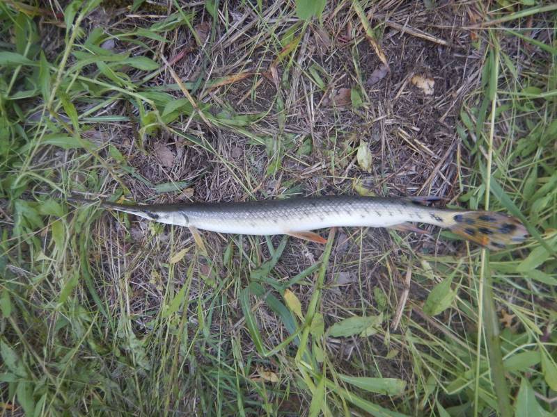 Longnose gar in Nolanville
