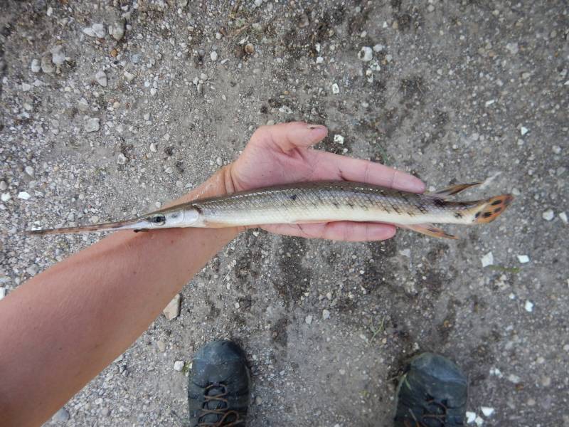 Longnose gar in Thrall