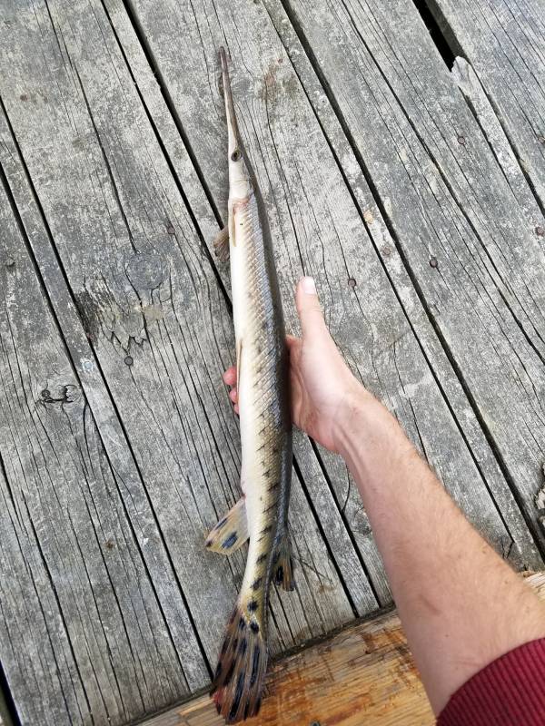 Longnose gar in Mississippi River