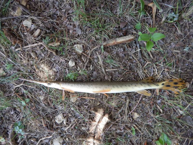 Longnose gar in Lampasas