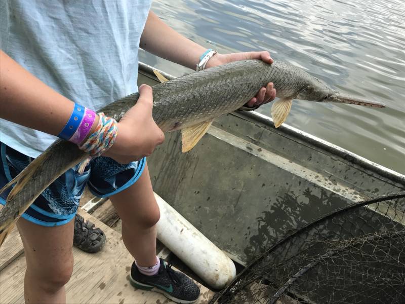 Longnose gar in Mount Orab